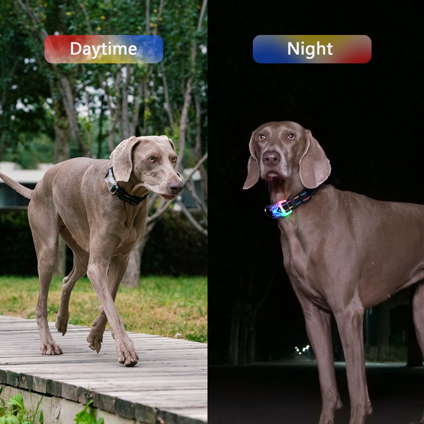 Rainbow LED pet collar lighting collar